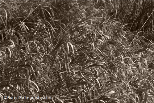 Picture of Grasses