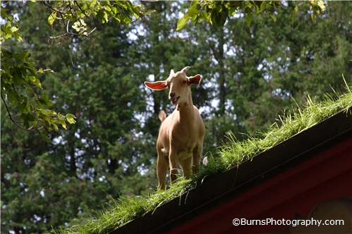 Goat on Grass Roof