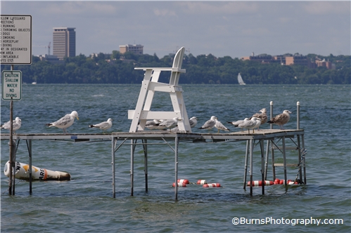 Seagulls and Chair on Dock
