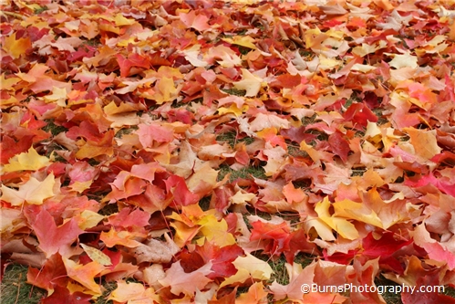 Picture of Leaves in the Fall