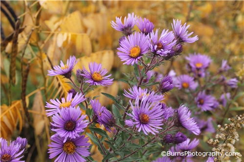Purple Flowers in Autumn