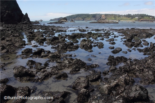 Picture of Tide Pools