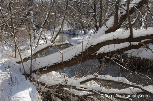 Picture of Snow Covered Trees by River