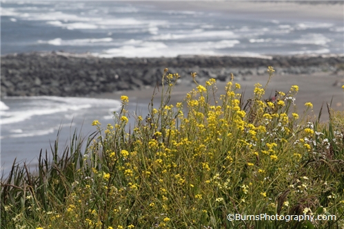 Picture of Yellow Flowers Near Shore