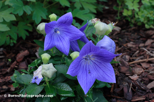 Picture of Balloon Flowers