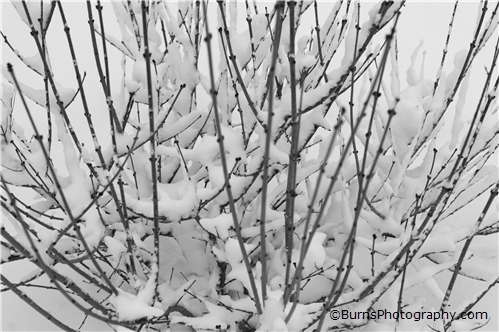 Picture of Snowy Branches