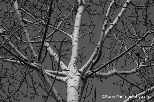 Picture of Birch Branches