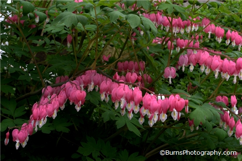 Picture of Bleeding Hearts Flowers