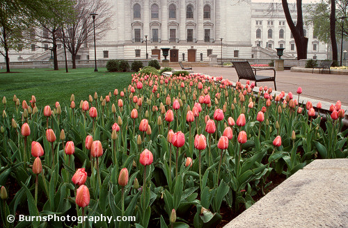 Picture of Wisconsin Capitol Roses in the Rain 