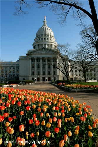 Picture of Madison Wisconsin Capitol Tulips