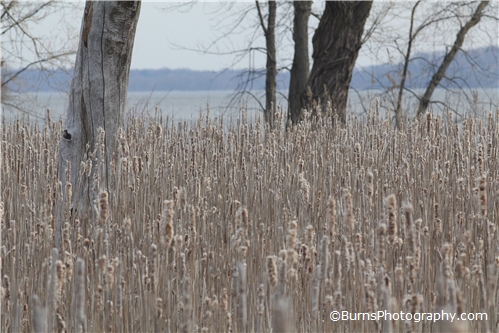 Picture of Cattails and trees near Lake Mendota
