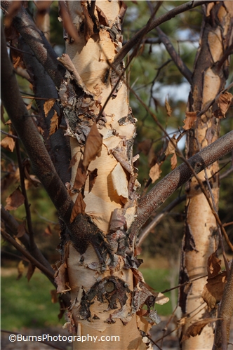 Picture of River Birch Tree