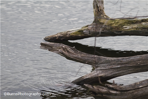 Picture of Water and Branch Patterns in Nature