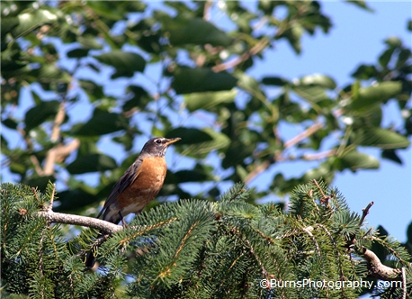 Picture of Robin in Pine Tree