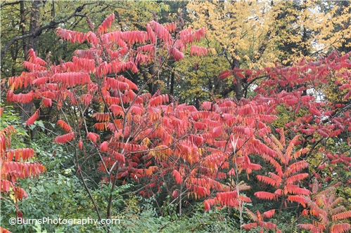 Picture of Sumac in Woods