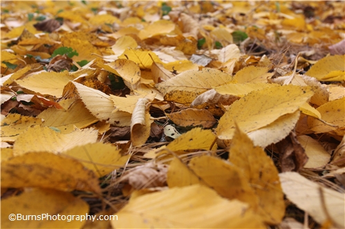 Yellow Leaves on Ground