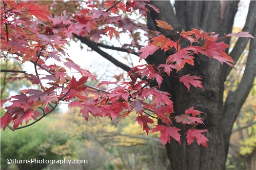 Picture of Red Maple Leaves on Tree