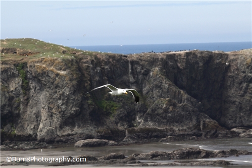 Picture of Seagull in Flight