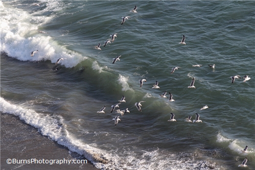 Seagulls flying with the waves