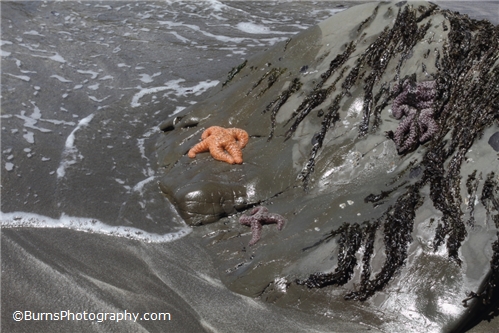 Picture of Starfish in Low Tide