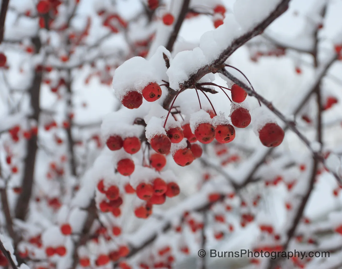 Close-up of red crabapples on bare branches, each cluster topped with fresh snow