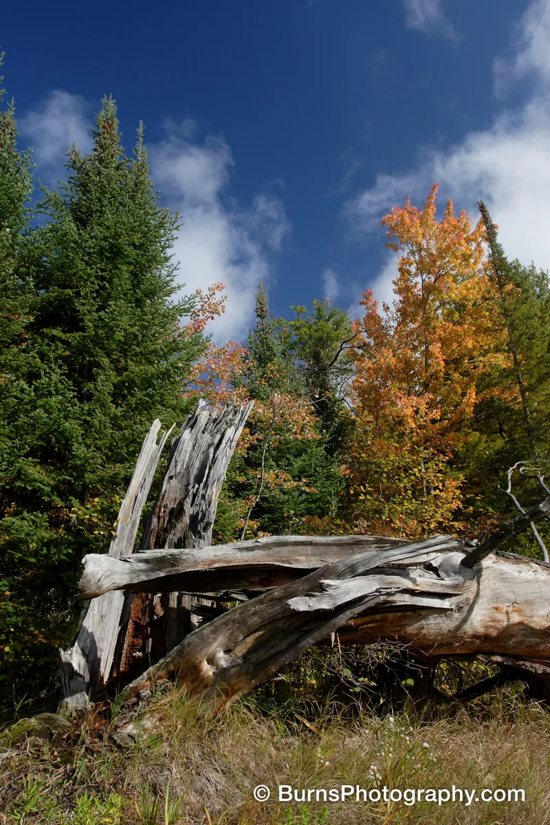 Split, weathered fallen tree trunk in grass before conifers and an orange maple under blue sky with clouds