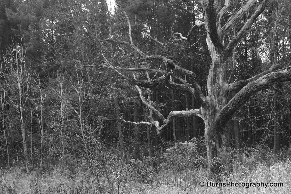 Black and white view of a bare dead tree with gnarled branches at the edge of a pine woodland above dry grass