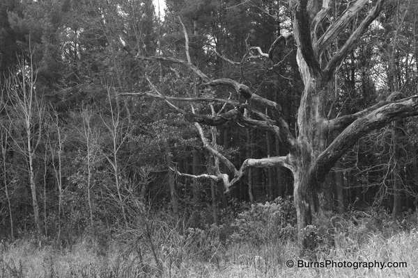 Black and white view of a bare dead tree with gnarled branches at the edge of a pine woodland above dry grass