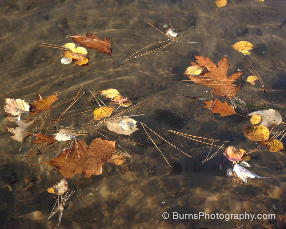 Fallen oak, maple, and birch leaves and pine needles floating on shallow water above a sandy bottom