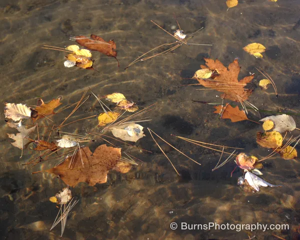 Fallen oak, maple, and birch leaves and pine needles floating on shallow water above a sandy bottom
