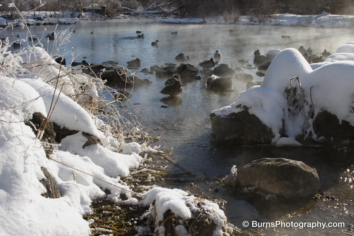 Mallard ducks resting on rocks in a steaming open river edged with snow-covered boulders and frosted brush