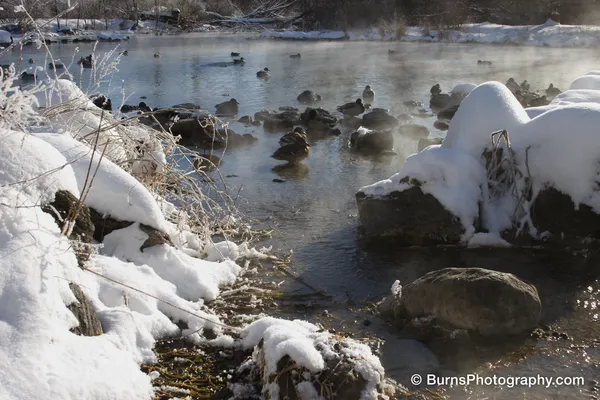 Mallard ducks resting on rocks in a steaming open river edged with snow-covered boulders and frosted brush