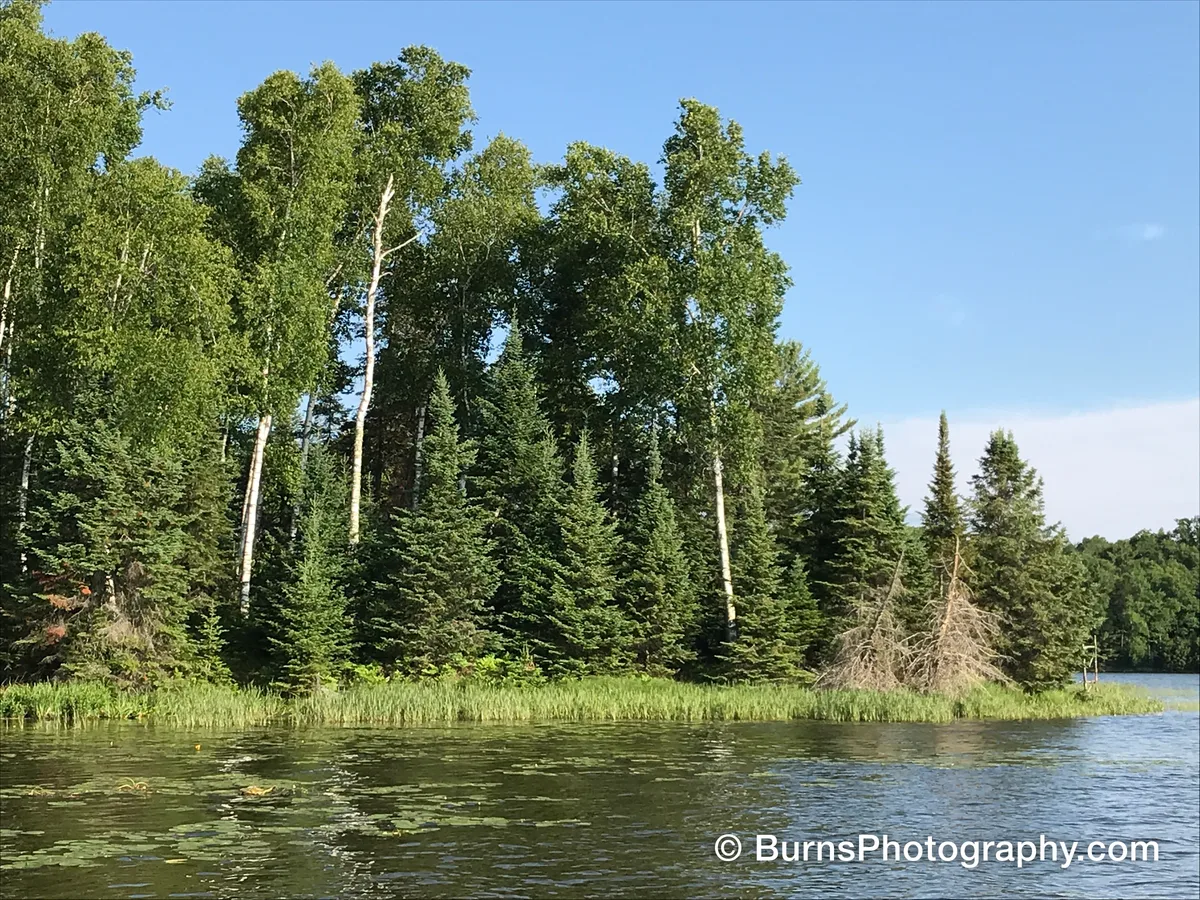 Forested lake shoreline of birch and spruce above a grassy bank, lily pads in calm water, clear blue sky