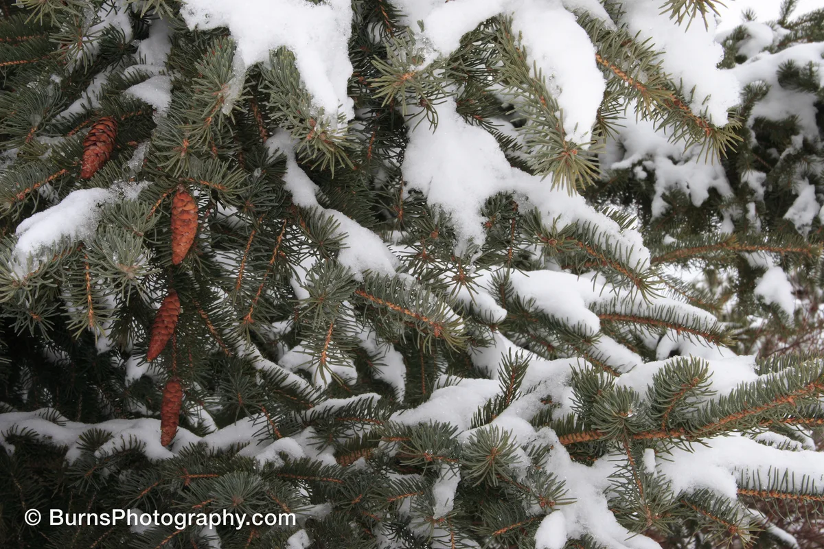 Snow-laden blue spruce branches with brown hanging cones among gray-green needles