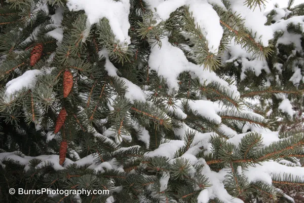 Snow-laden blue spruce branches with brown hanging cones among gray-green needles
