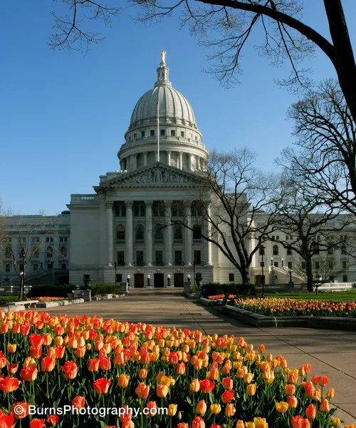Wisconsin State Capitol dome behind a walkway lined with orange and yellow tulips and leafless trees