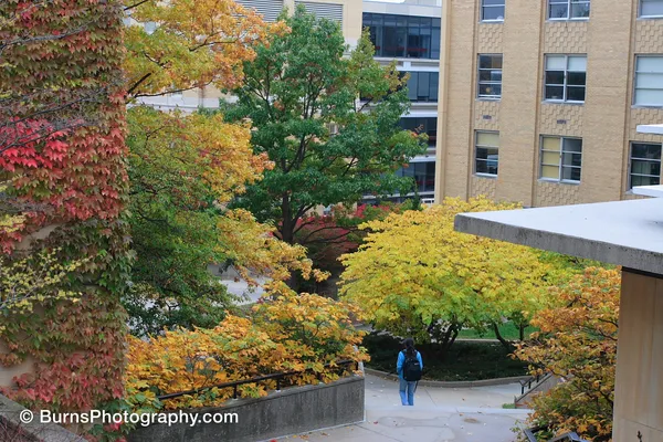 Student with backpack on a walkway below a courtyard of yellow trees, brick building and ivy-covered wall