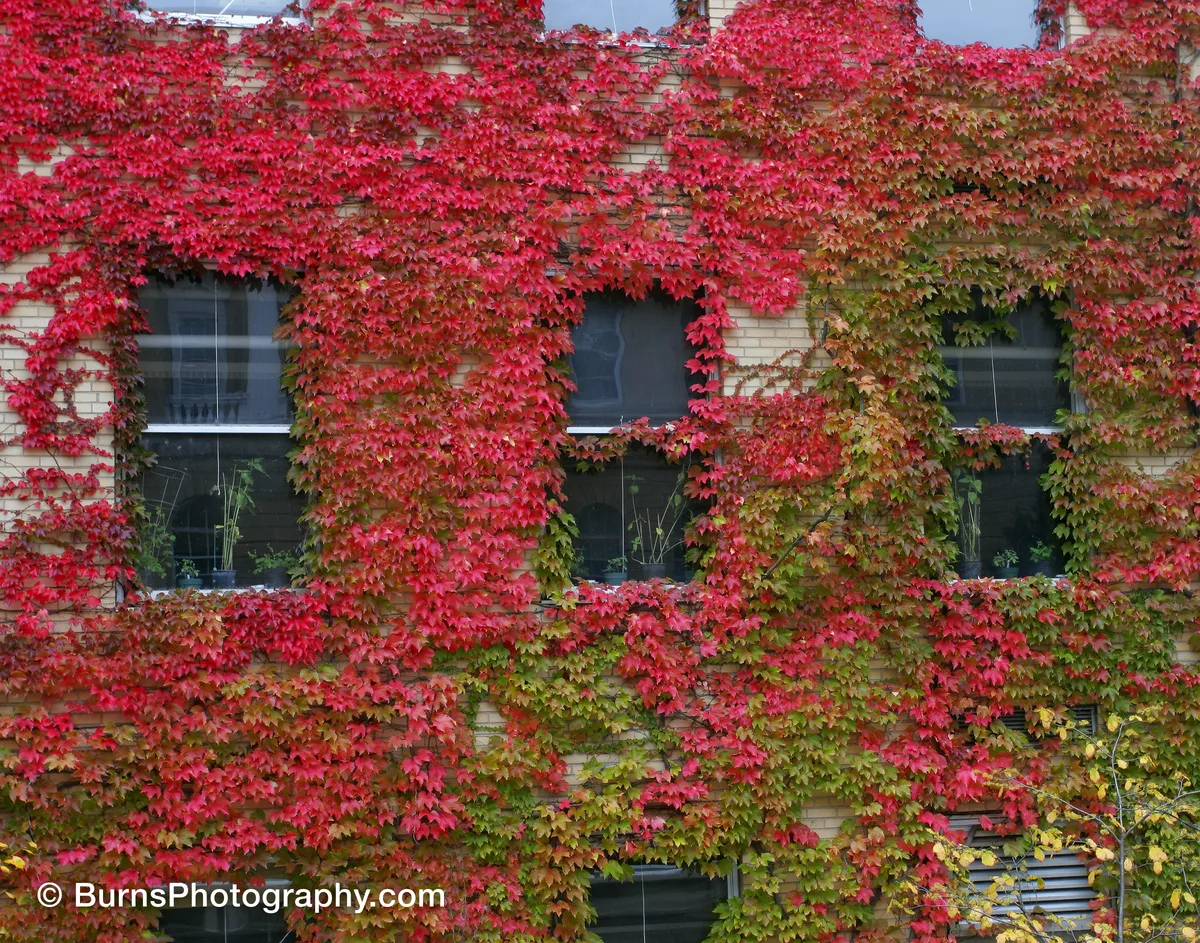 Brick building facade covered in red and green ivy, with three windows framed by leaves and potted plants inside
