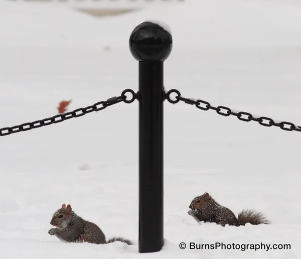 Two gray squirrels sitting in deep snow on either side of a black chain-link bollard post