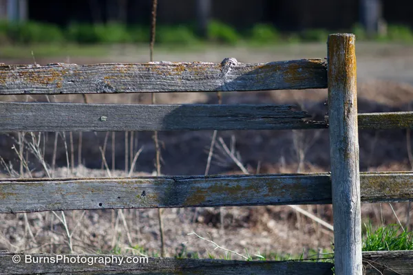 Close view of a gray weathered wooden fence with lichen on the rails and a post, dry grass behind