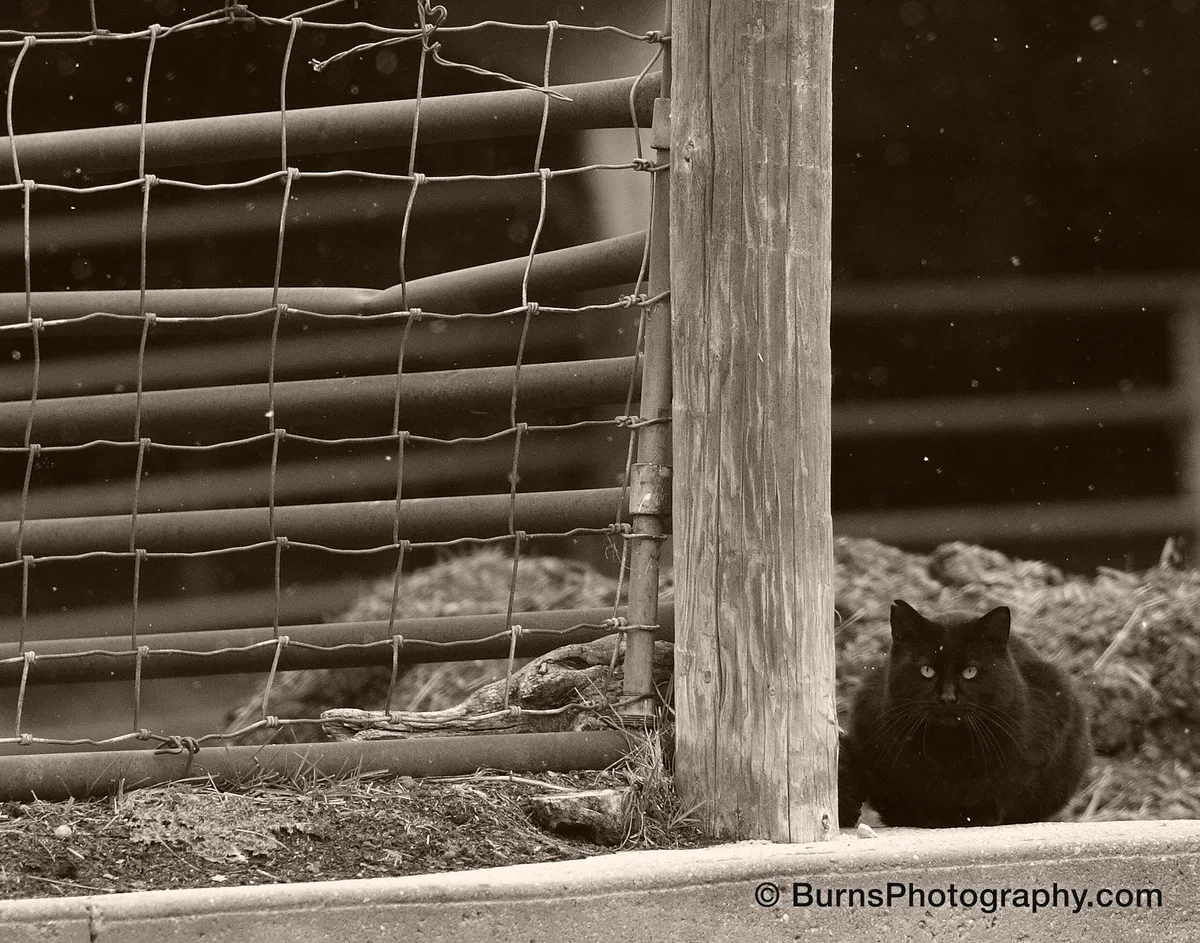 Black cat with pale eyes sitting beside a wooden fence post and woven wire fence near hay