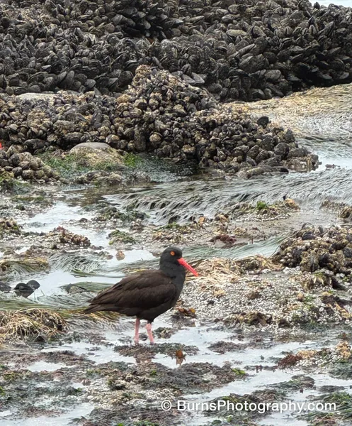 Dark shorebird with orange-red bill and pink legs standing on wet rocks among mussel beds and eelgrass