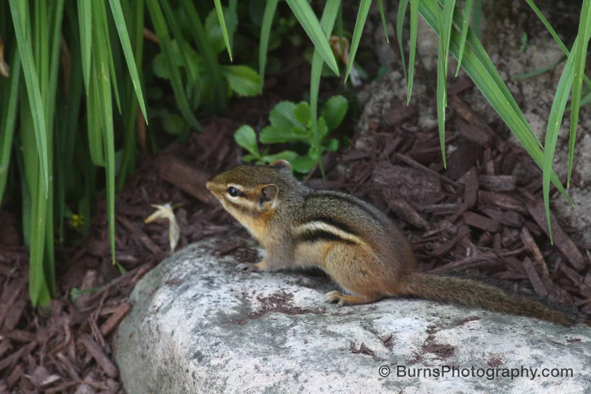 Eastern chipmunk sitting on a gray stone beside brown mulch, with green iris leaves above