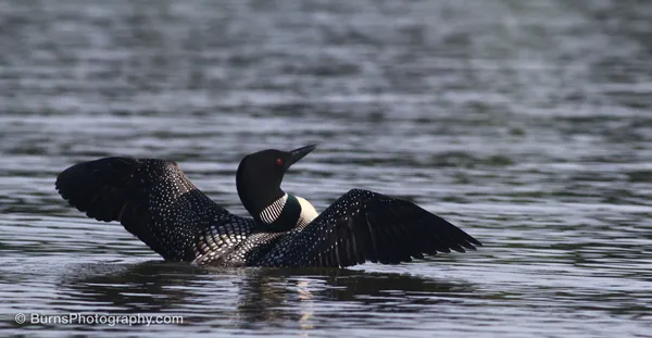 Common loon on lake water with both wings spread wide, black head and white-checkered back