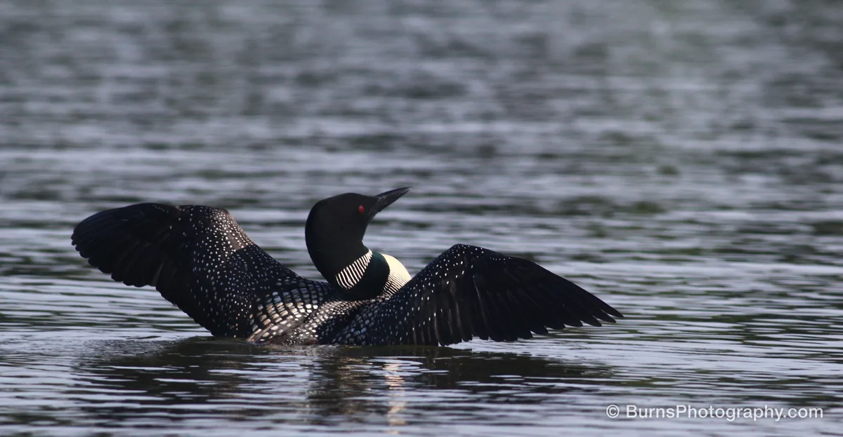Common loon on lake water with both wings spread wide, black head and white-checkered back