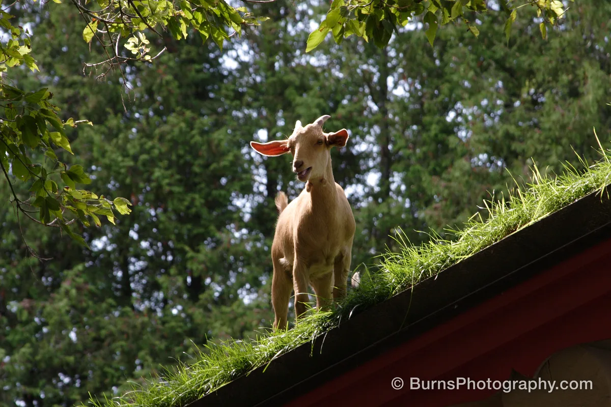 Tan goat standing on a grass-covered sloped roof, trees behind, sunlight through its ears