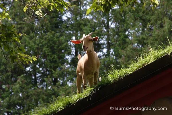 Tan goat standing on a grass-covered sloped roof, trees behind, sunlight through its ears
