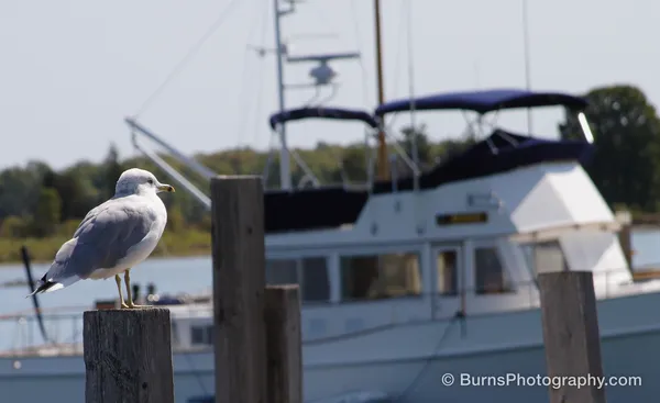 Ring-billed gull perched on a wooden dock piling with a white cabin cruiser blurred behind it