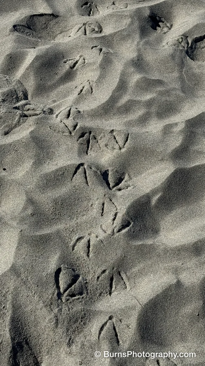 Webbed bird tracks crossing rippled dry sand, each print edged with shadow in low sunlight