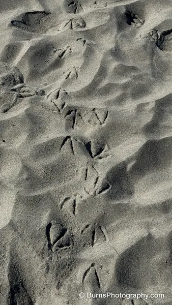 Webbed bird tracks crossing rippled dry sand, each print edged with shadow in low sunlight